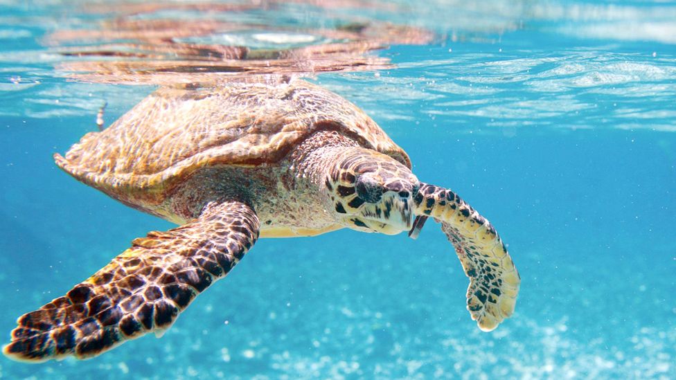 SEA TURTLE SEA TURTLE SWIMMING