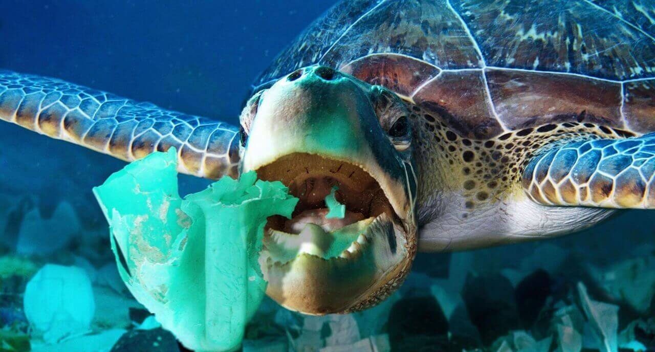 sea turtle eats plastic sea turtle eats plastic in the sea